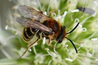 Andrena decipiens