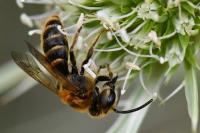 Andrena decipiens