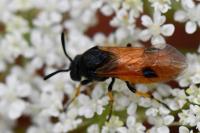 Arge melanochra