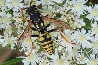 Polistes dominula