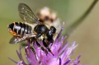 Megachile centuncularis