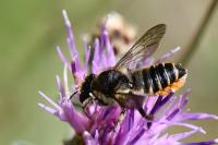 Megachile centuncularis