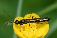 Calameuta filiformis