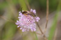 Halictus scabiosae