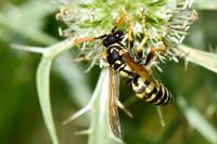 Polistes dominula
