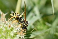 Polistes dominula
