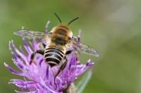 Lithurgus cornutus