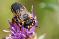Lithurgus cornutus