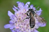 Andrena hattorfiana