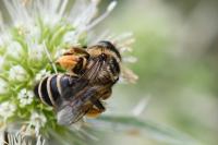 Andrena flavipes