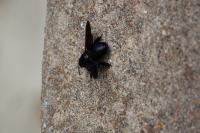 Xylocopa