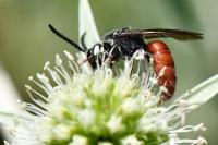Sphecodes albilabris