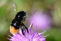 Bombus lapidarius