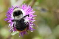 Bombus sylvarum