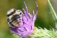 Bombus sylvarum