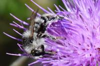 Bombus veteranus