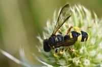 Cerceris rybyensis