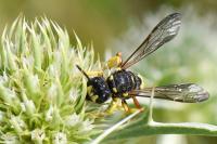 Cerceris rybyensis