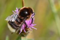 Bombus hypnorum