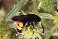 Scolia hirta