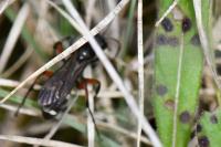 Cryptocheilus versicolor