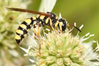 Cerceris flavicornis