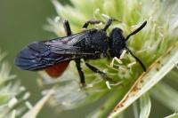 Sphecodes albilabris