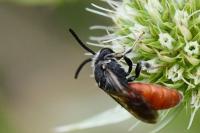 Sphecodes albilabris