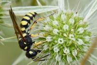 Cerceris flavicornis