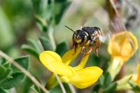 Anthidium oblongatum