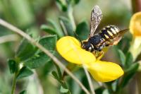 Anthidium oblongatum