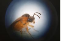 Athalia circularis
