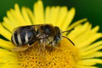 Tetralonia alticincta