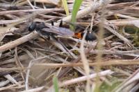 Ammophila sabulosa