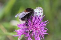 Bombus hypnorum