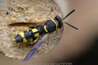 Leucospis dorsigera