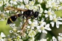 Discoelius zonalis