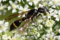 Discoelius zonalis