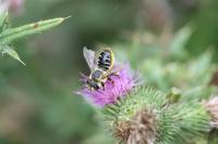 Megachile