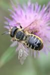 Megachile