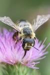 Megachile