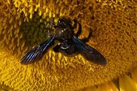 Xylocopa