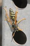 Polistes dominula
