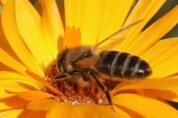 Apis mellifera mellifera