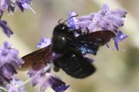 Xylocopa violacea