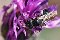Ceratina chalybea