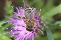 Apis mellifera mellifera
