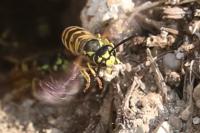 Vespula germanica