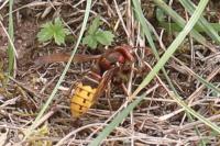 Vespa crabro