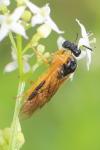 Selandria serva